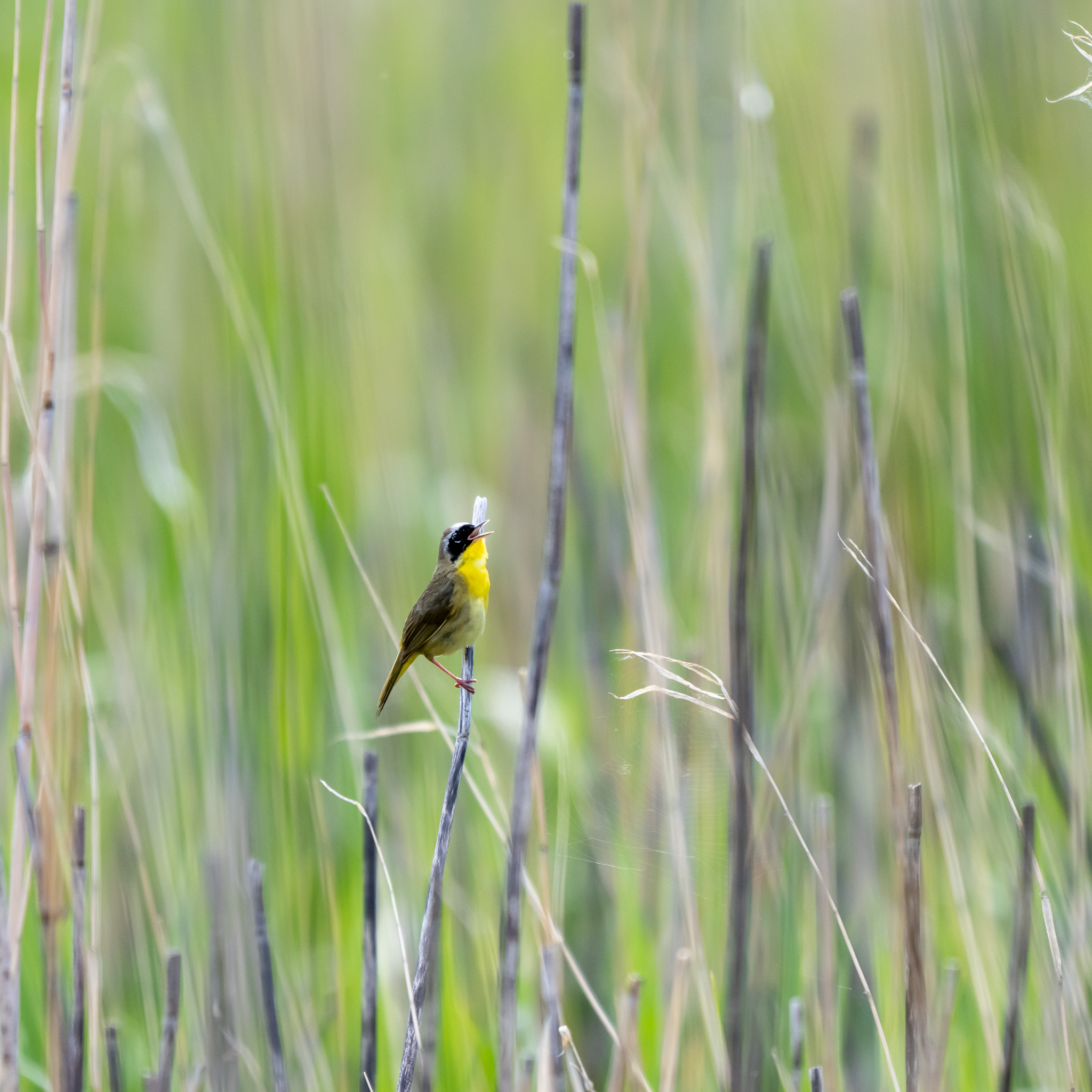 yellowthroat
