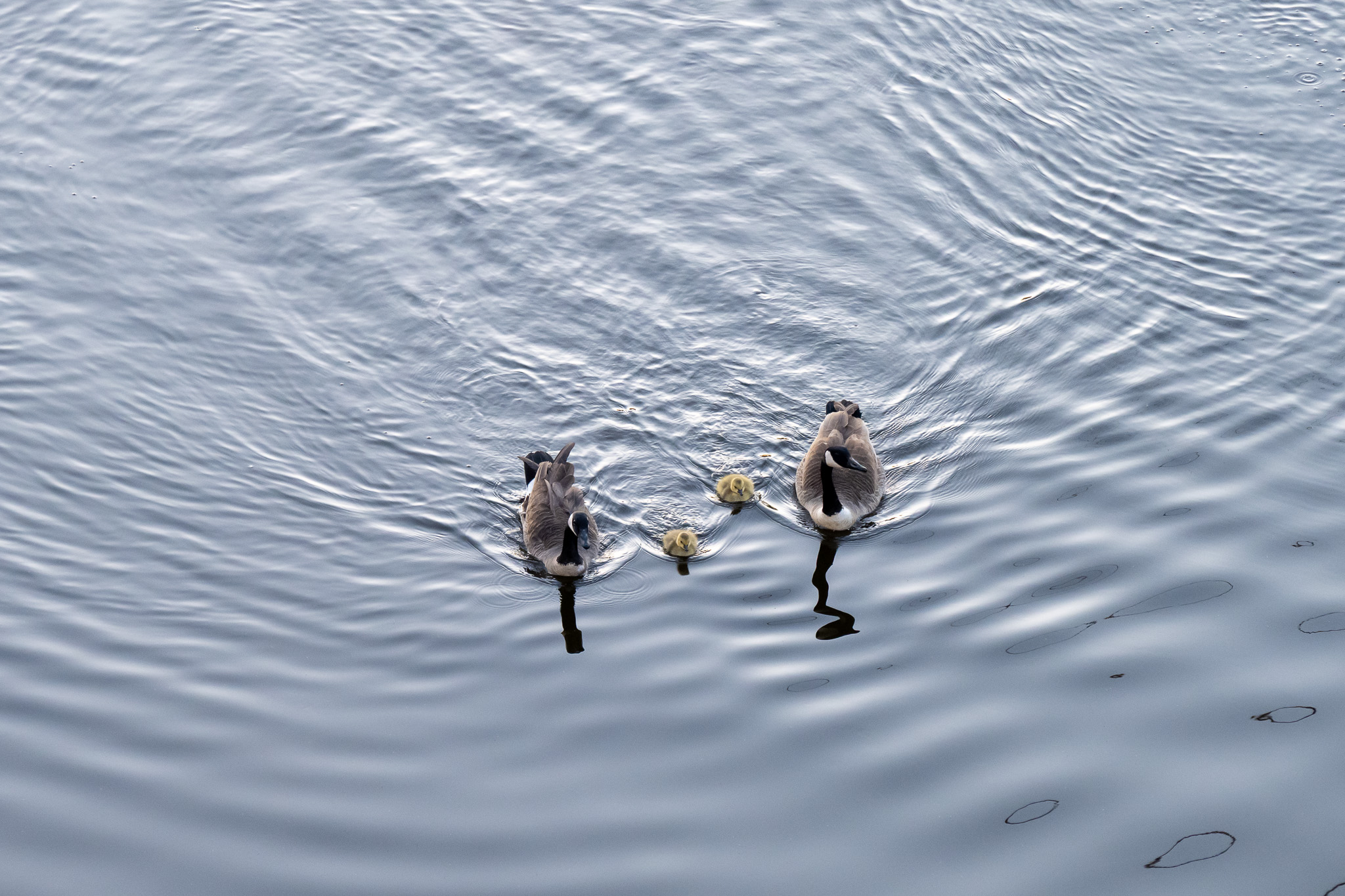 geese