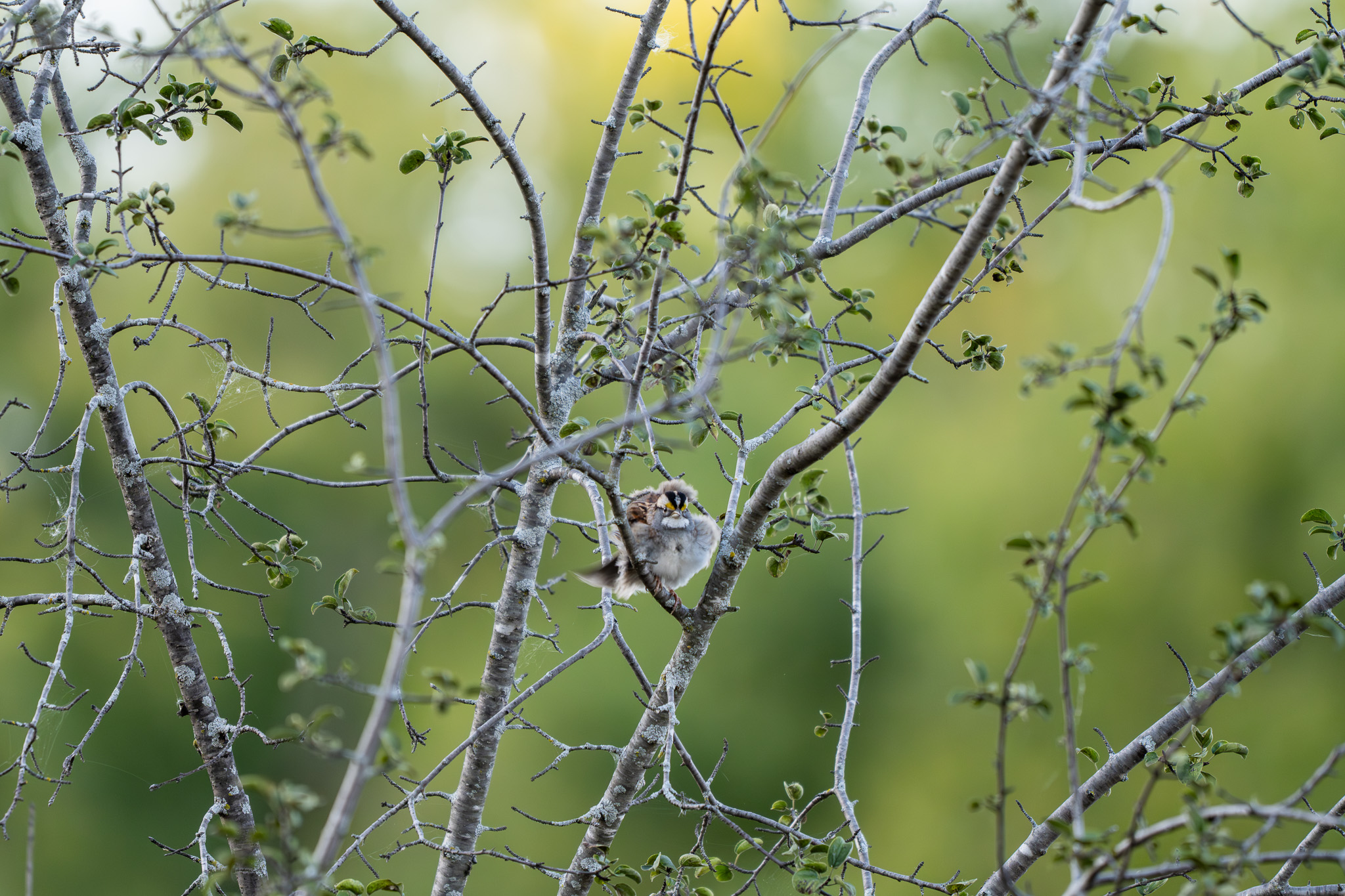 White-throated sparrow