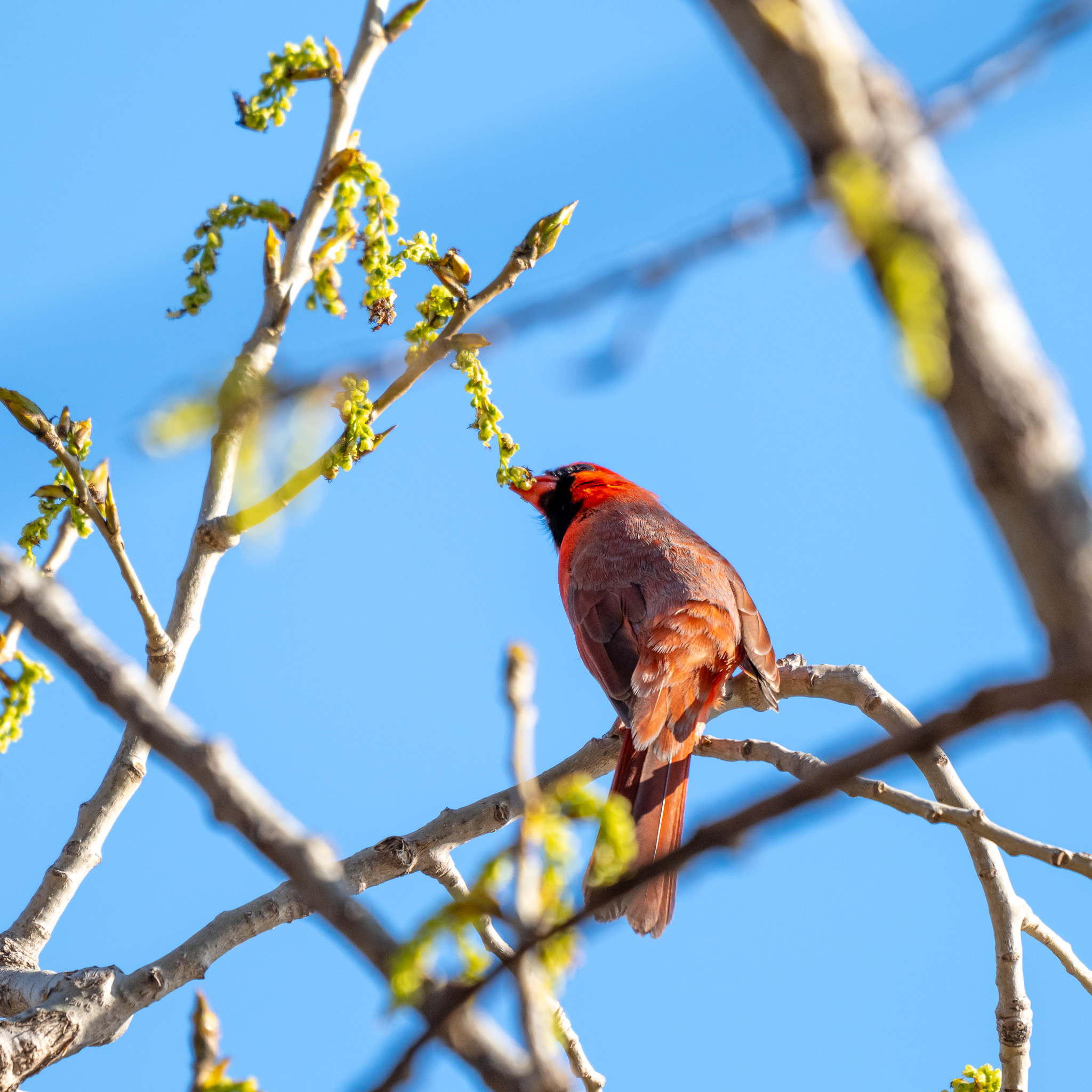 cardinal