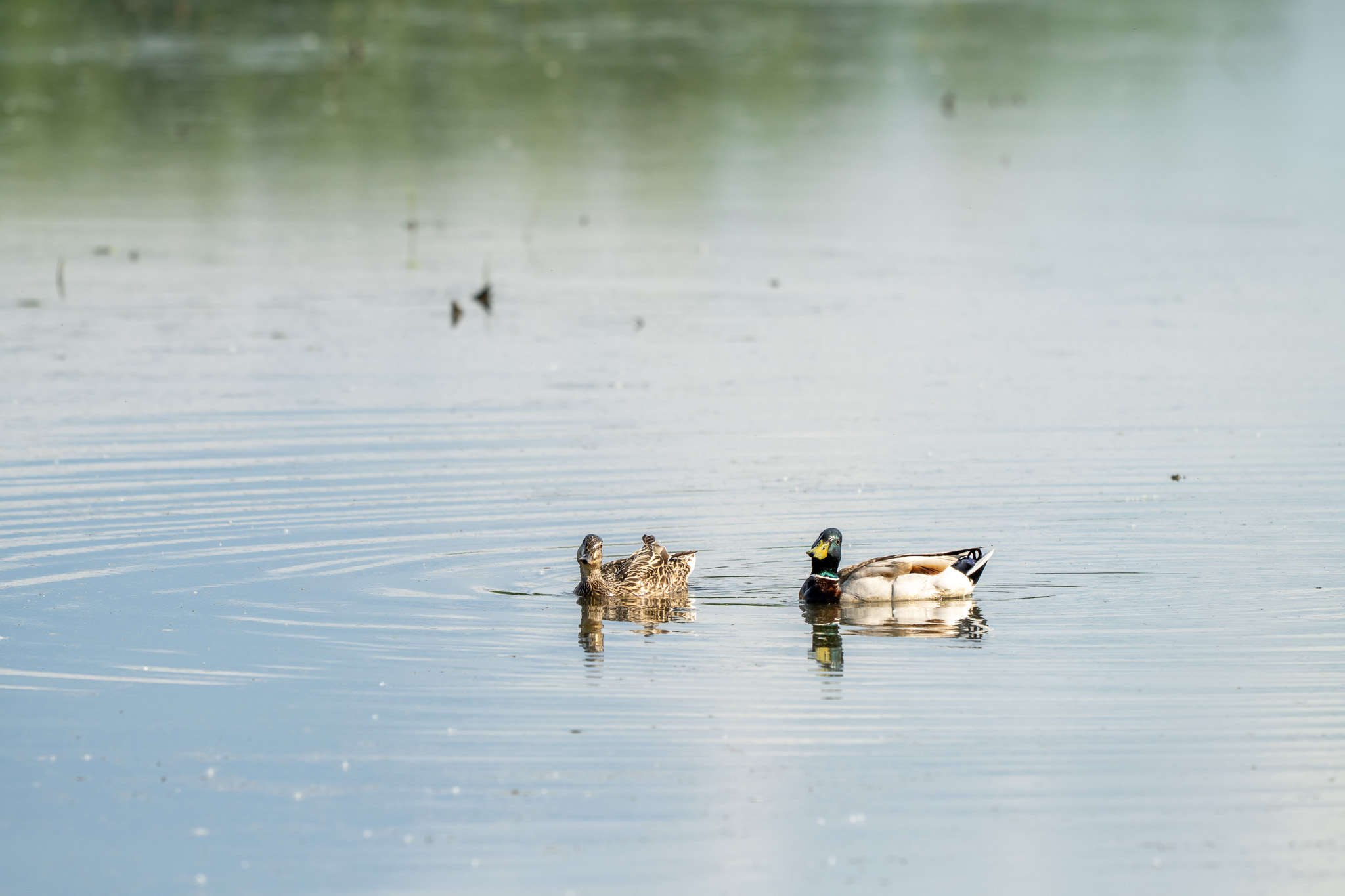 ducks
