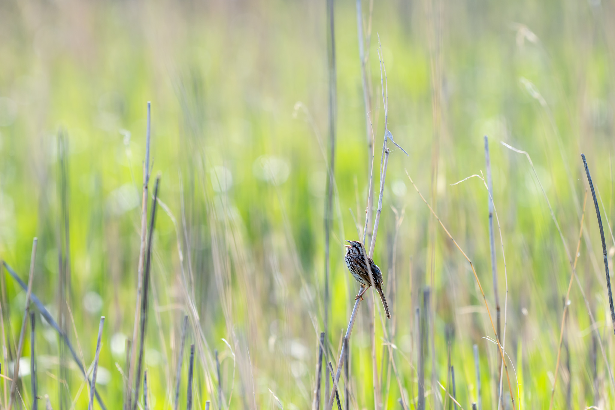 song sparrow