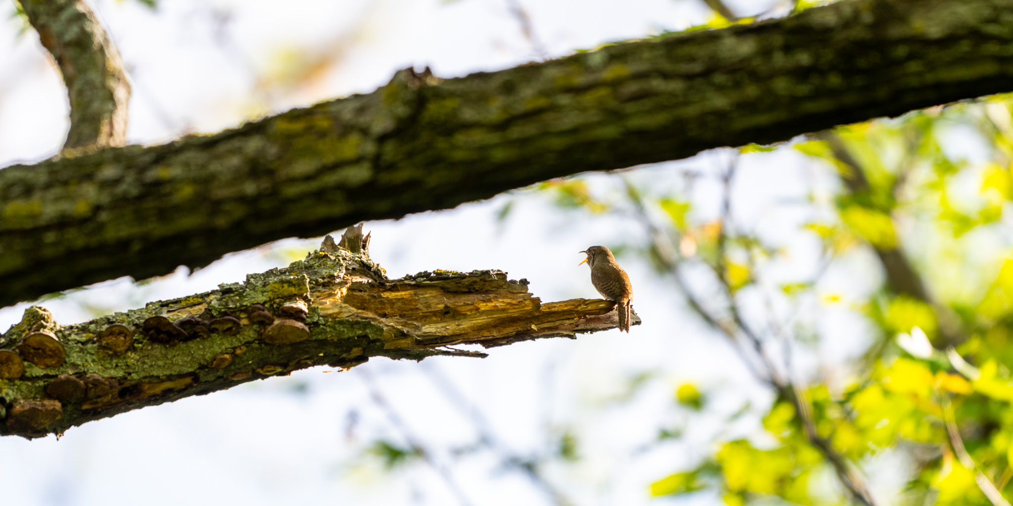 house wren