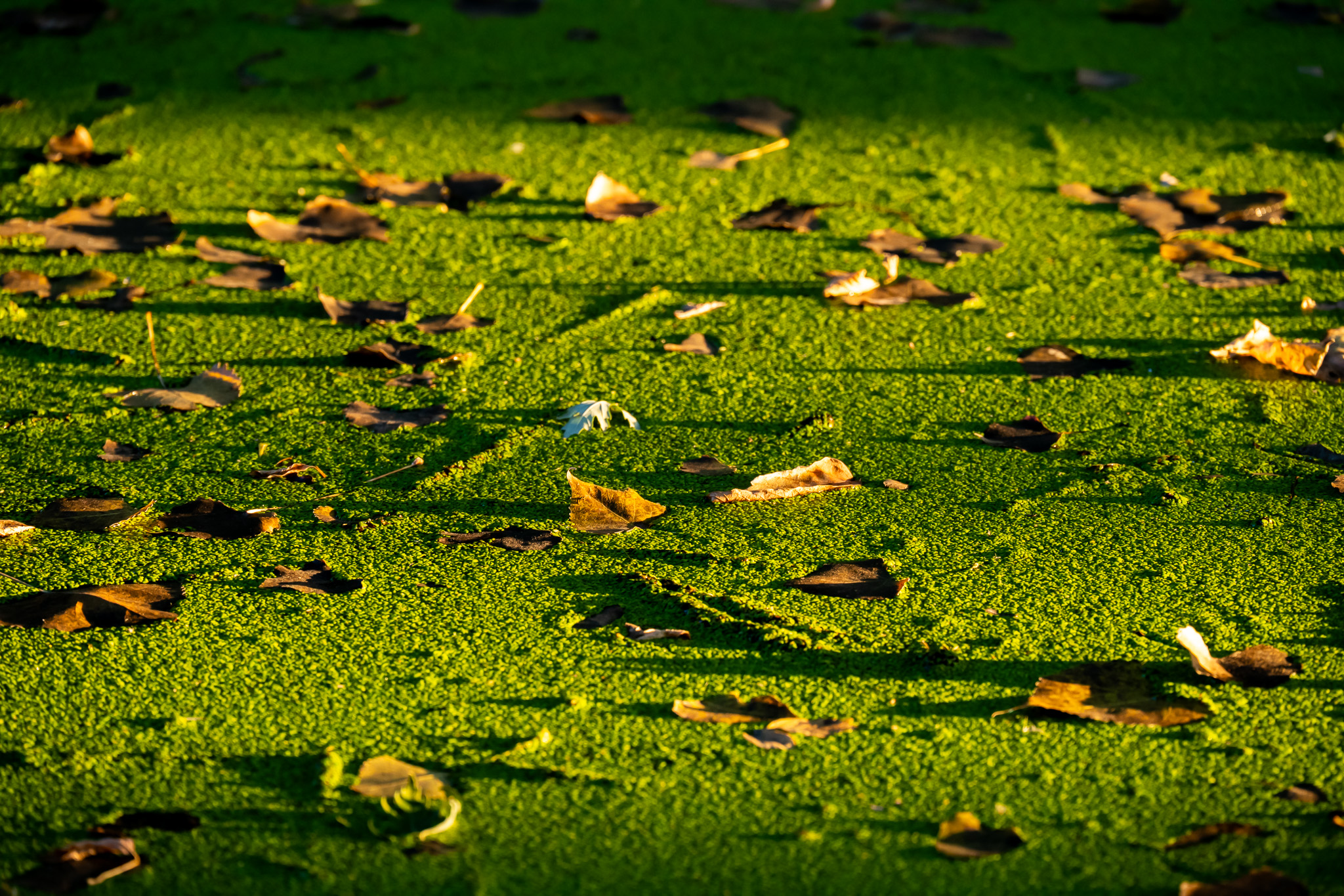 early fall