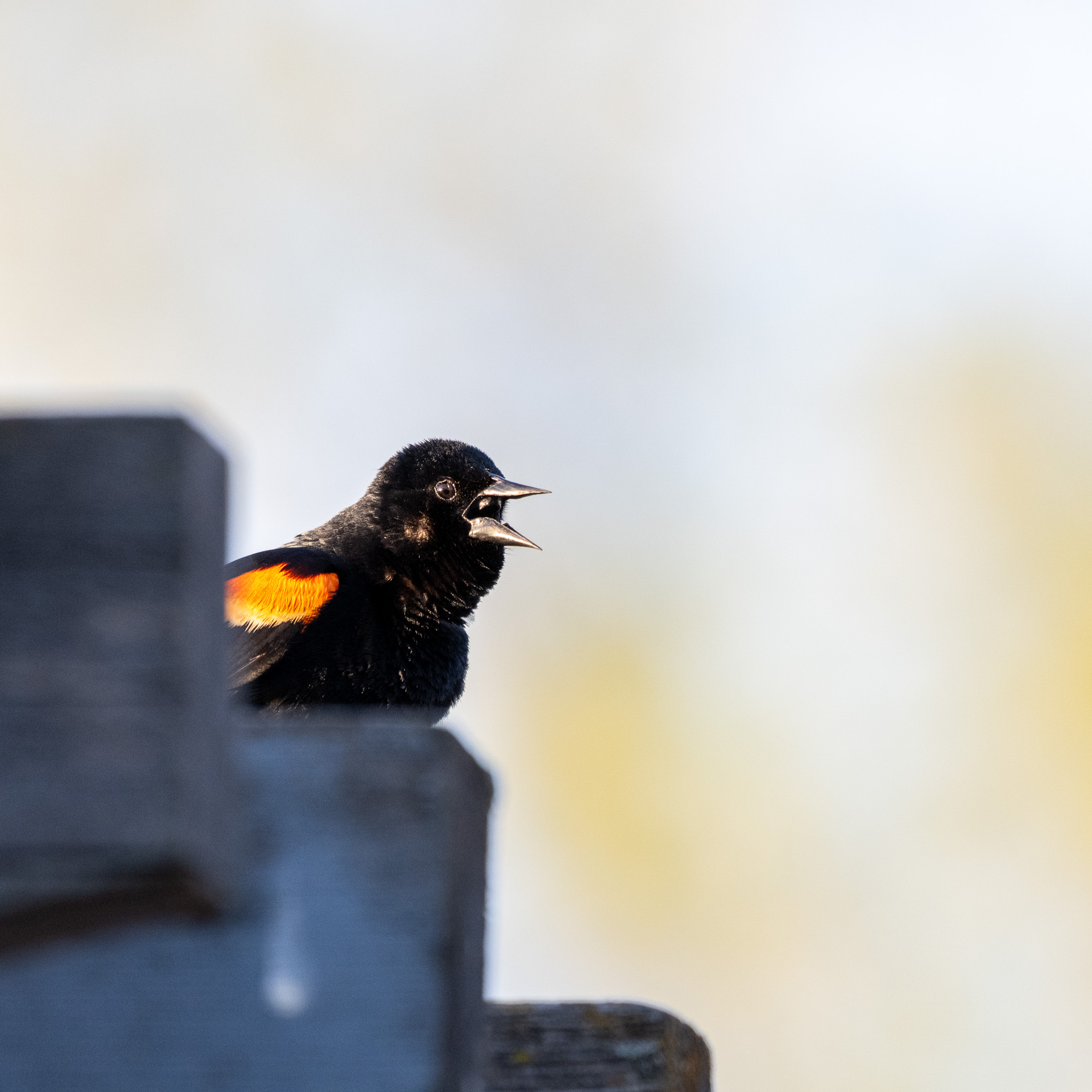 red winged blackbird