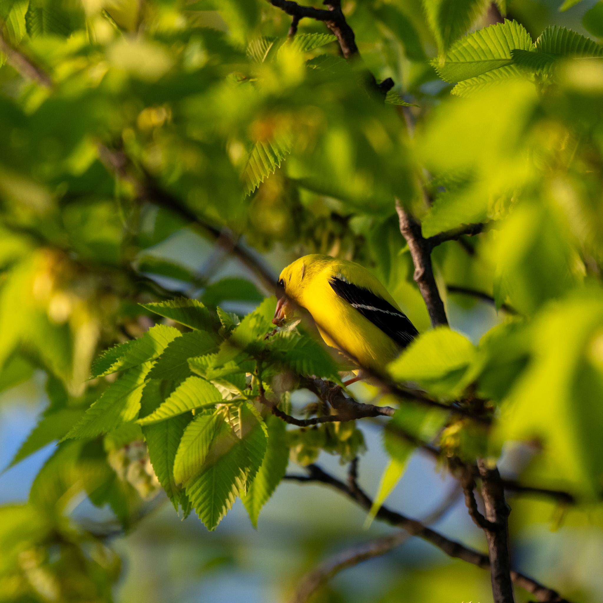 goldfinch