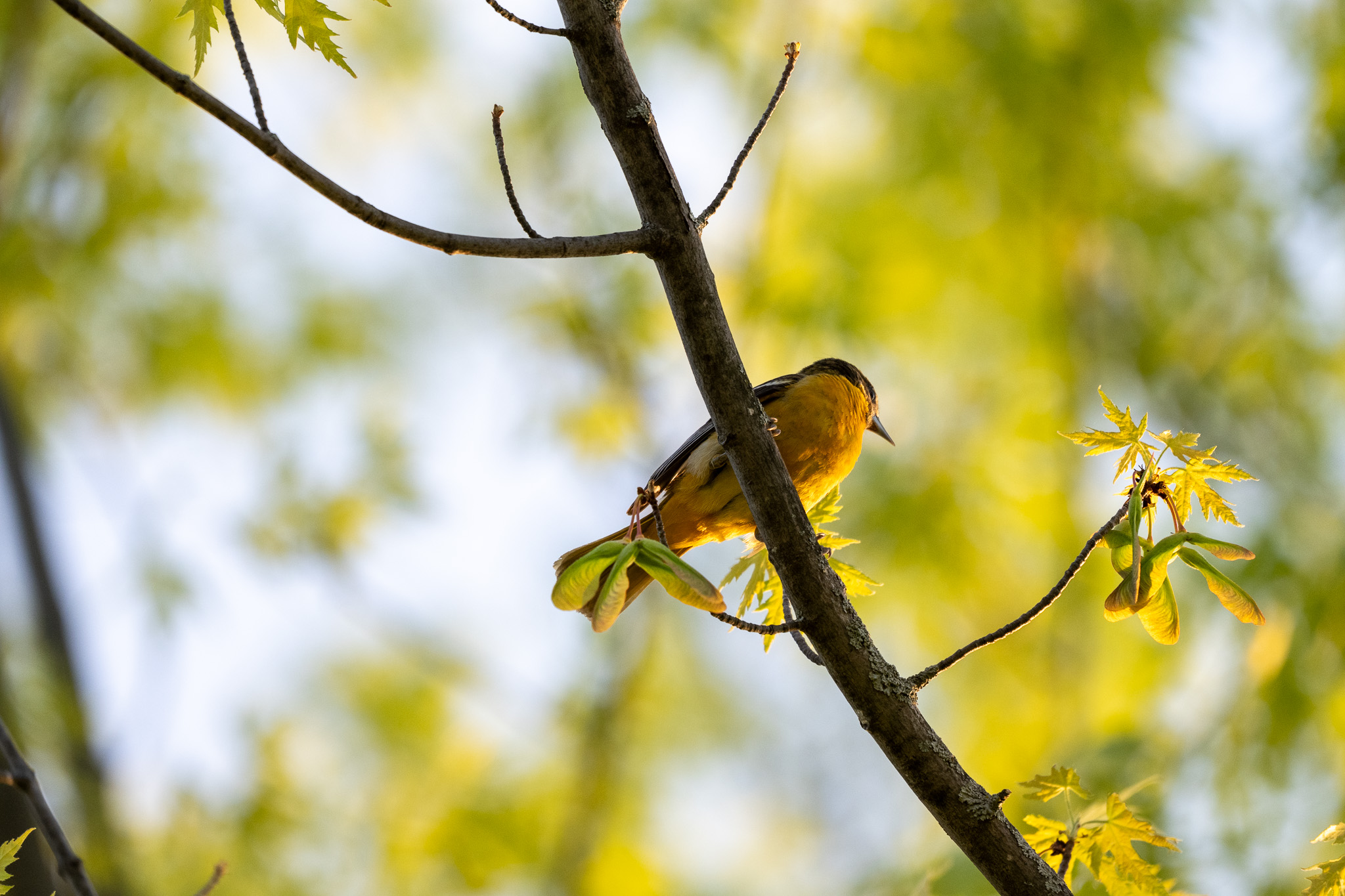 oriole