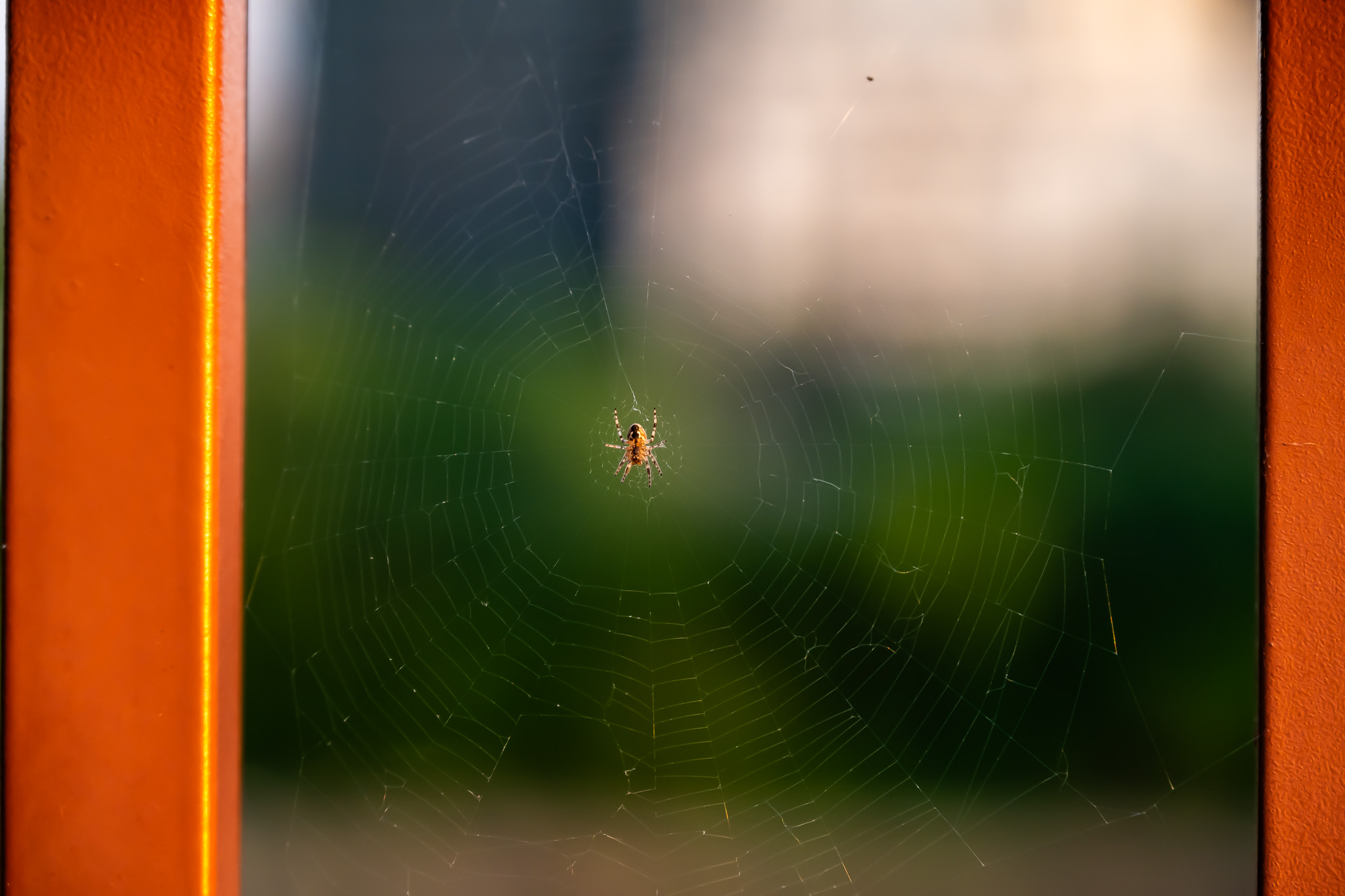 Araneus diadematus spider