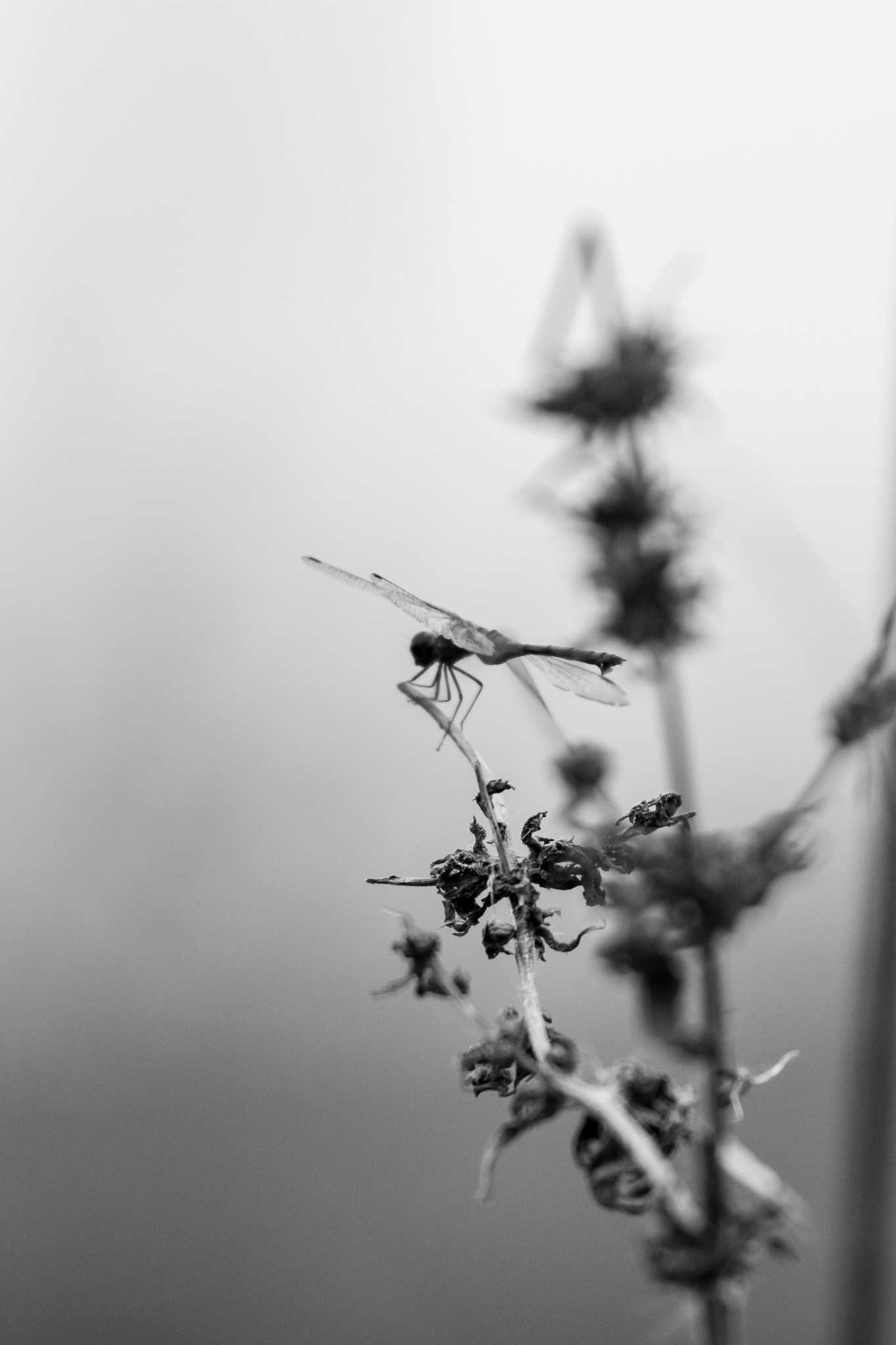Black-and-white photograph of a dragonfly perched on a dried plant stem